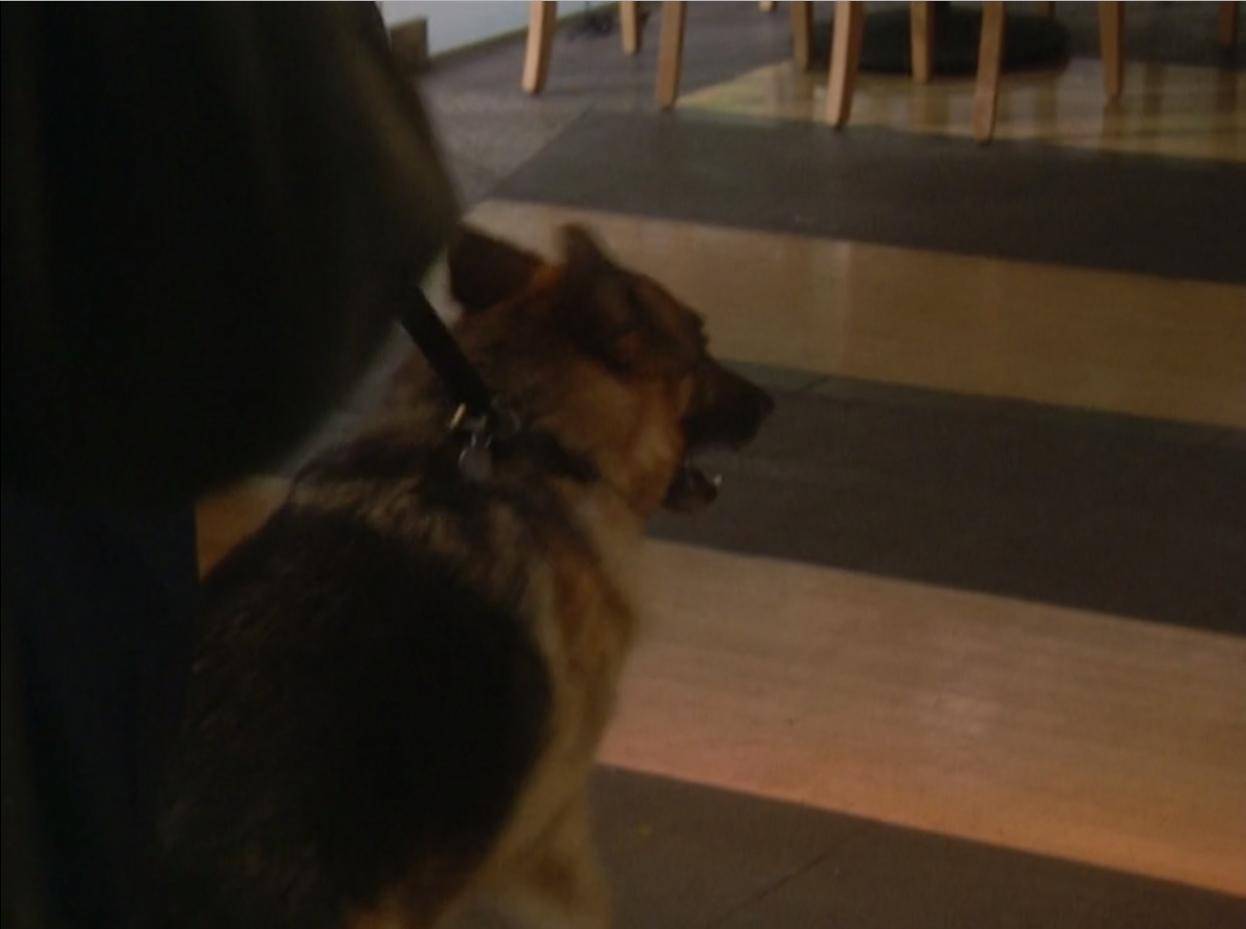 Oscar the Dog
