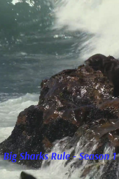 Big Sharks Rule - Season 1