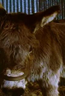 Dibble's Donkey