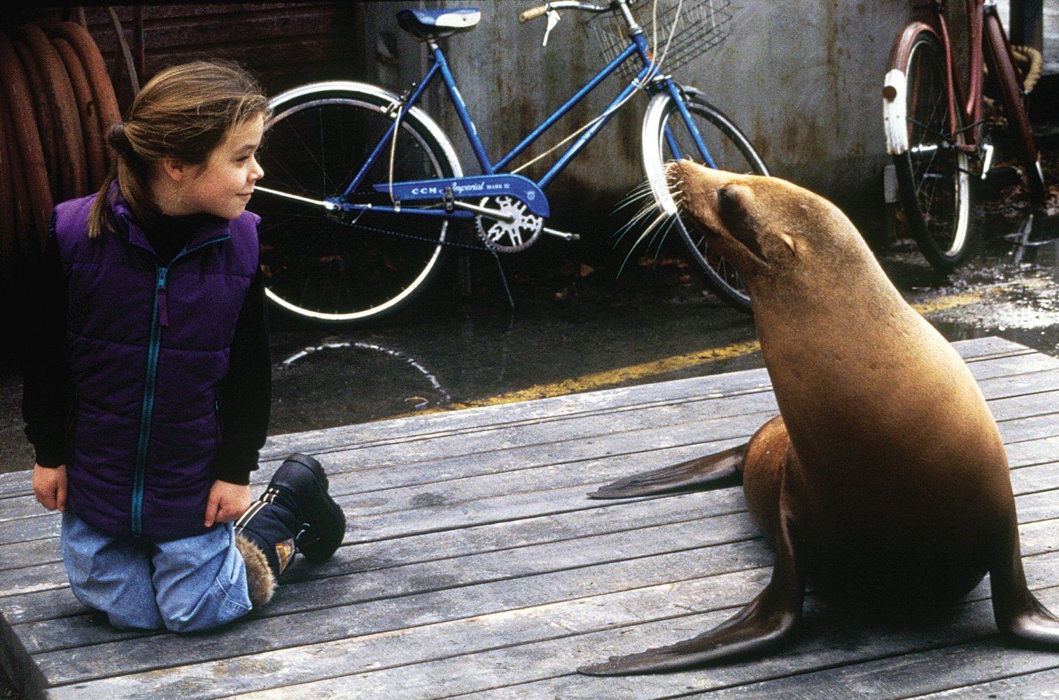 Tory The Sea Lion