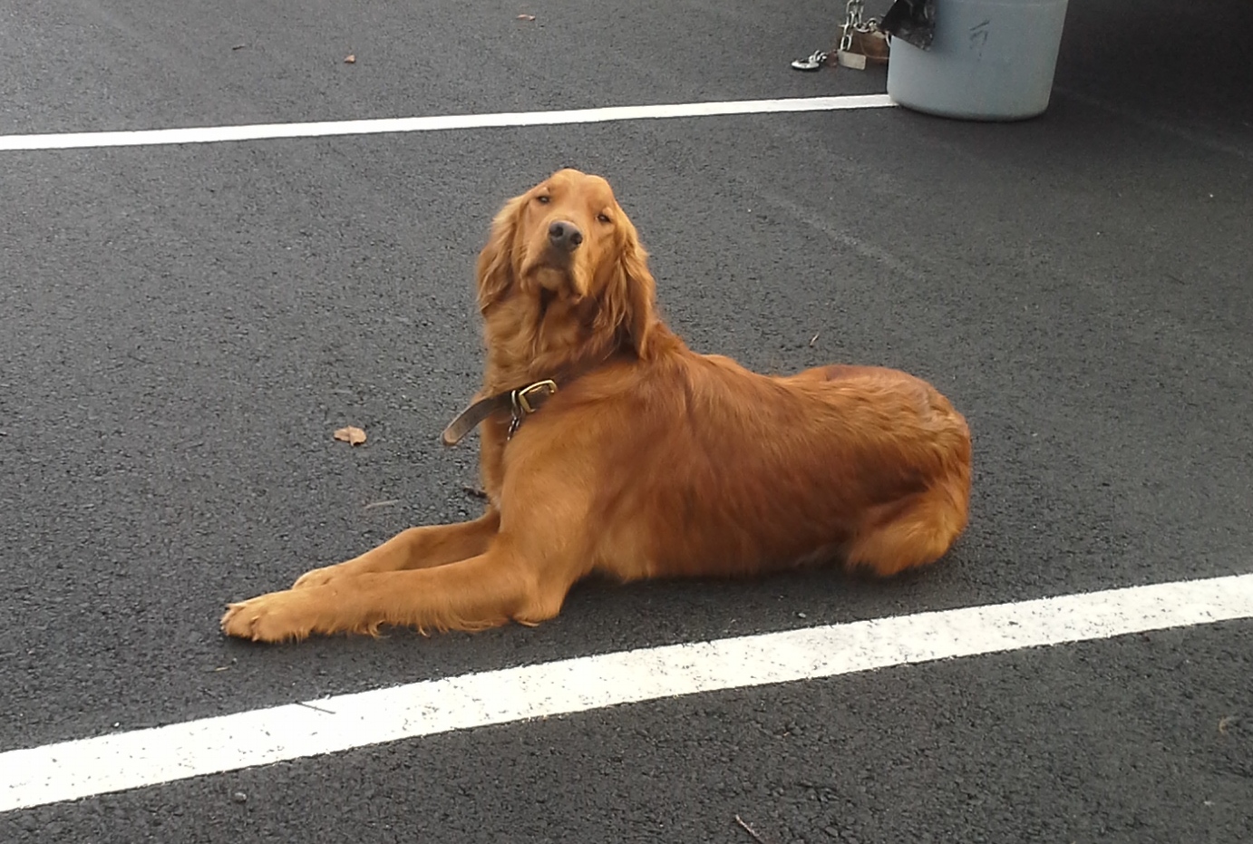 Ned the Dog