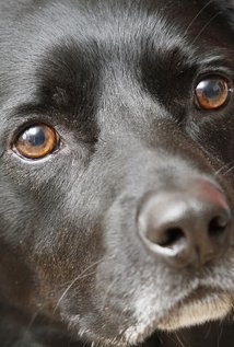 Buddy the Dog