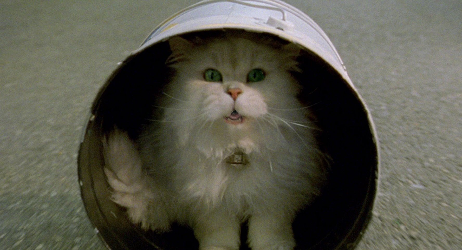 Snowbell