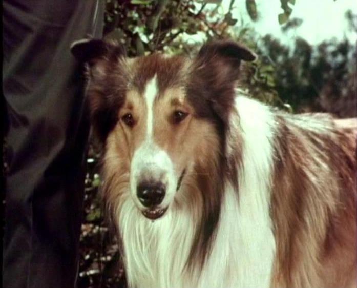 Lassie